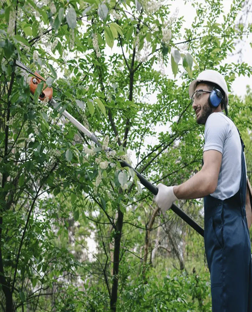 Asafe Manutenção de Jardins